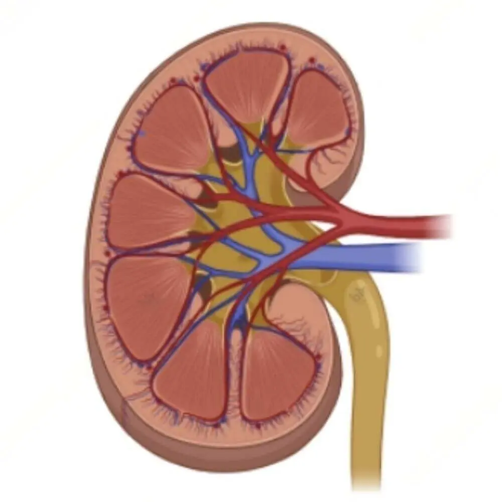 Advanced urological interventional radiology services